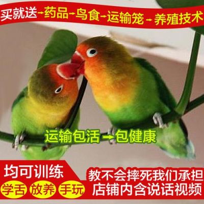牡丹鹦鹉需要准备什么？（鹦鹉带怎么传说武器）