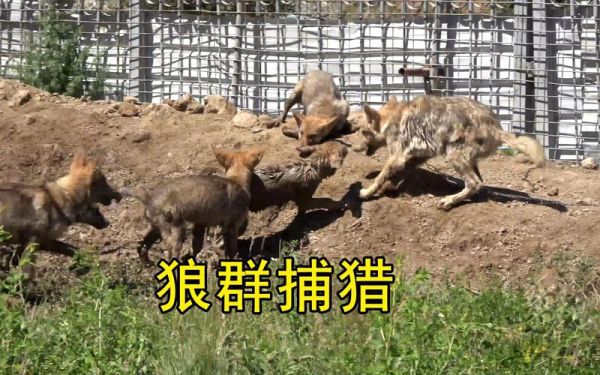 古代兵如何捕杀狼群？（狼群里的武器）