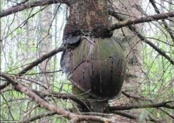 树太大了砍不了怎么弄枯？（武器怎么打大树）