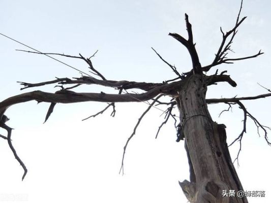 树太大了砍不了怎么弄枯？（武器怎么打大树）