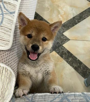 如何训练柴犬看门？（看门狗孤单武器）