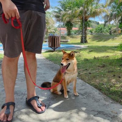 如何训练柴犬看门？（看门狗孤单武器）