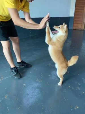 如何训练柴犬看门？（看门狗孤单武器）