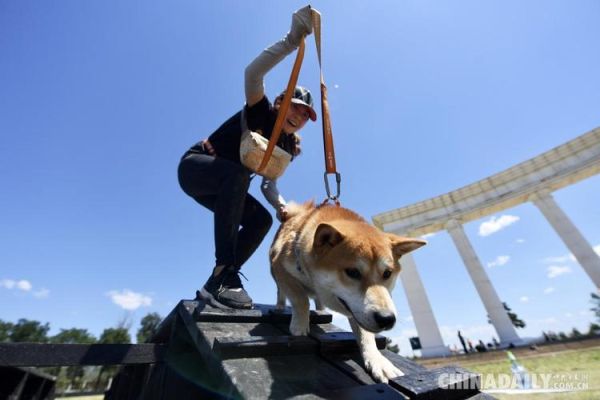 人类能打过所有犬类吗？（打动物现在用什么武器）