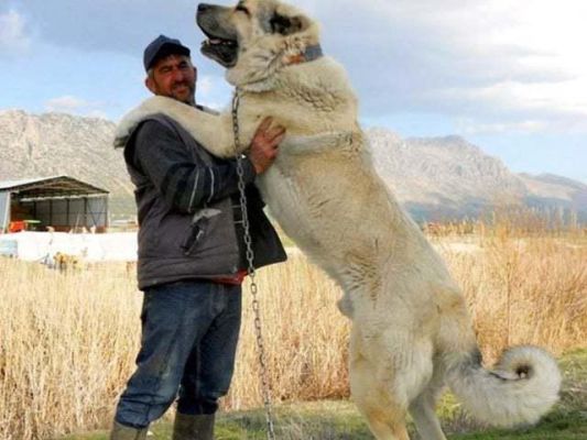 人类能打过所有犬类吗？（打动物现在用什么武器）