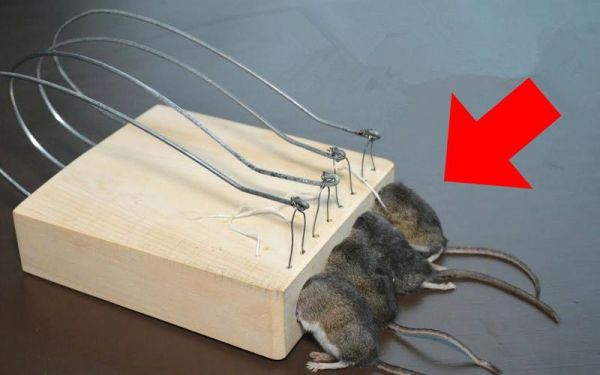 捕村民祖传老鼠弓老鼠器怎么制作？（自制射杀老鼠武器）