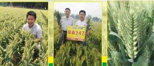 穗长20厘米小麦品种？（龙腾世纪审判改良武器）