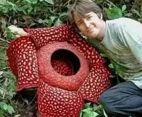 潜水员戴夫大王鱿鱼的牙齿有什么用？（大王花自卫的武器是什么）
