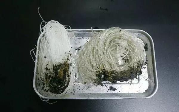 真的红薯粉条会点燃吗？（火属性武器粉刀）