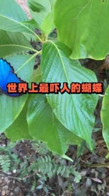 九灵蝴蝶武器怎么得？（魔兽世界武器蝴蝶）