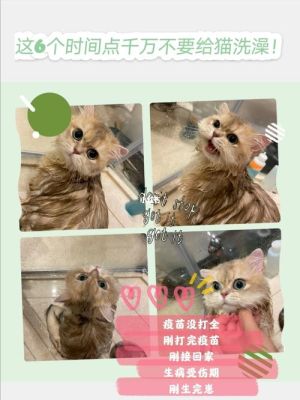 猫洗澡可以用洗手液不，要怎么样给猫咪洗澡？（水属性猫武器）