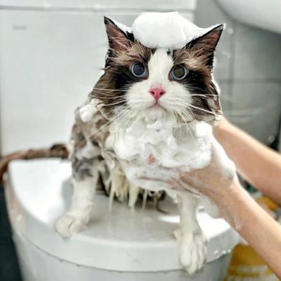 猫洗澡可以用洗手液不，要怎么样给猫咪洗澡？（水属性猫武器）