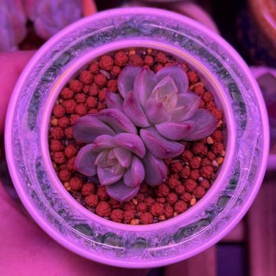 晴空农场物语全部植物解锁方法？（晴空物语紫色武器）
