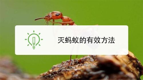 菜地蚂蚁怎么消灭最彻底？（残兵武器爆率）