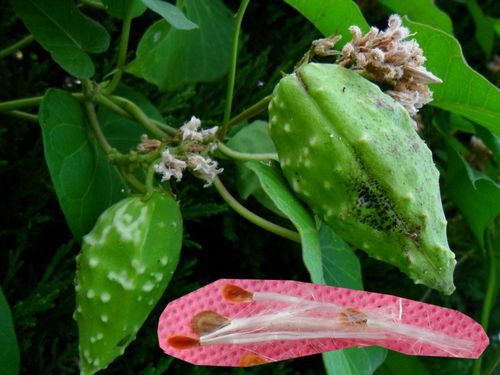 仁信药植物标本是长什么样子的？（附有果实的武器）