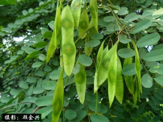 仁信药植物标本是长什么样子的？（附有果实的武器）