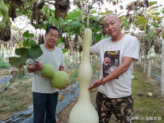 洪荒大地有先天灵根葫芦藤，结了七个葫芦，是哪些？（天下三葫芦武器）