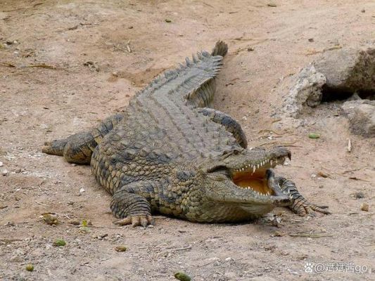 鳄鱼怕枪吗？（鳄鱼打不过武器）