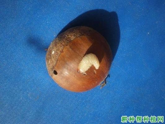 板栗包怎么退？（镰刀 武器包）