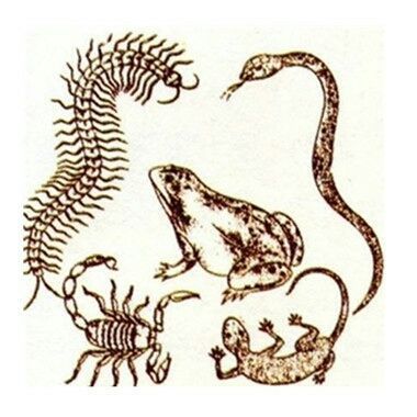 关于蟾蜍的成语？（五毒特效武器断肠蝎花）
