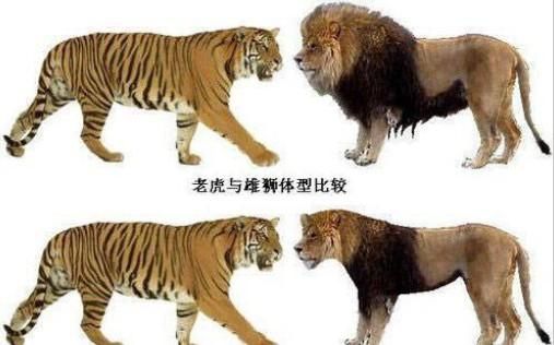 雄虎和雄狮体型对比？（雄狮 武器）