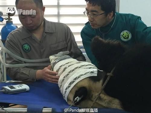 对大熊猫抽血抽骨髓国家知道吗？（血缘 变异武器）