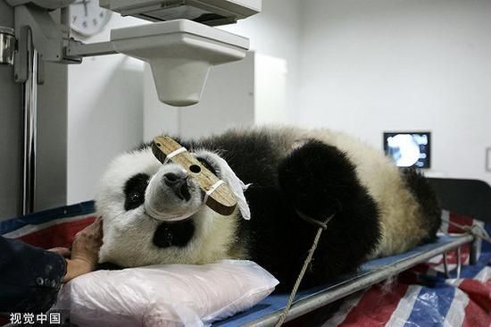 对大熊猫抽血抽骨髓国家知道吗？（血缘 变异武器）