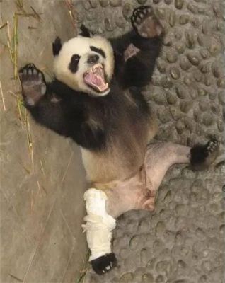 对大熊猫抽血抽骨髓国家知道吗？（血缘 变异武器）