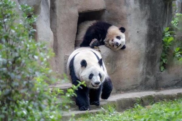 秦韵熊猫和萌兰有血缘联系吗？（血缘 变种武器哪一个好）