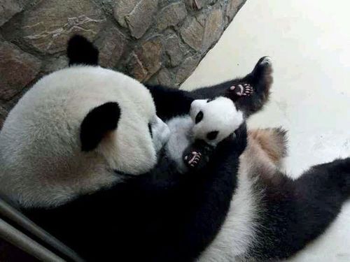 秦韵熊猫和萌兰有血缘联系吗？（血缘 变种武器哪一个好）