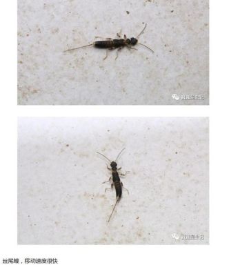 尾巴上有三根刺的昆虫叫什么名字？（三根刺的武器）