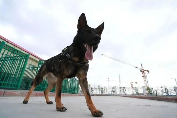 缉私犬是什么意思？（武器命名的狗狗）