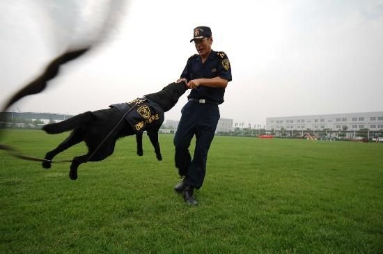 缉私犬是什么意思？（武器命名的狗狗）