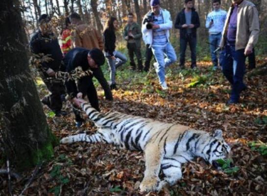任何动物伤人人类有权击毙吗？（不用武器杀死5个野生）