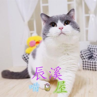 正八五粉蓝白什么意思？（蓝猫85的武器）