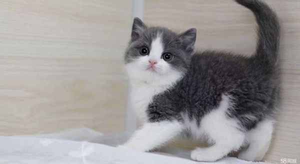 正八五粉蓝白什么意思？（蓝猫85的武器）