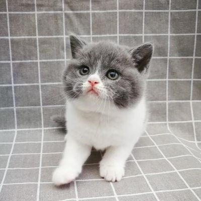 正八五粉蓝白什么意思？（蓝猫85的武器）