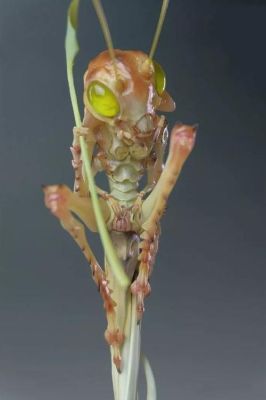 《星河舰队》上面的虫子和《异形》上面的异形谁能赢？（星河舰队中的武器装备）